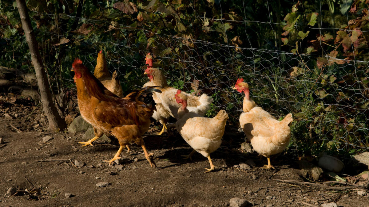 Jornal de Notícias Logo