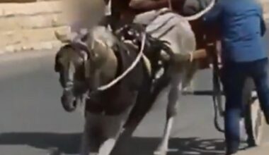 Jornal de Notícias Logo