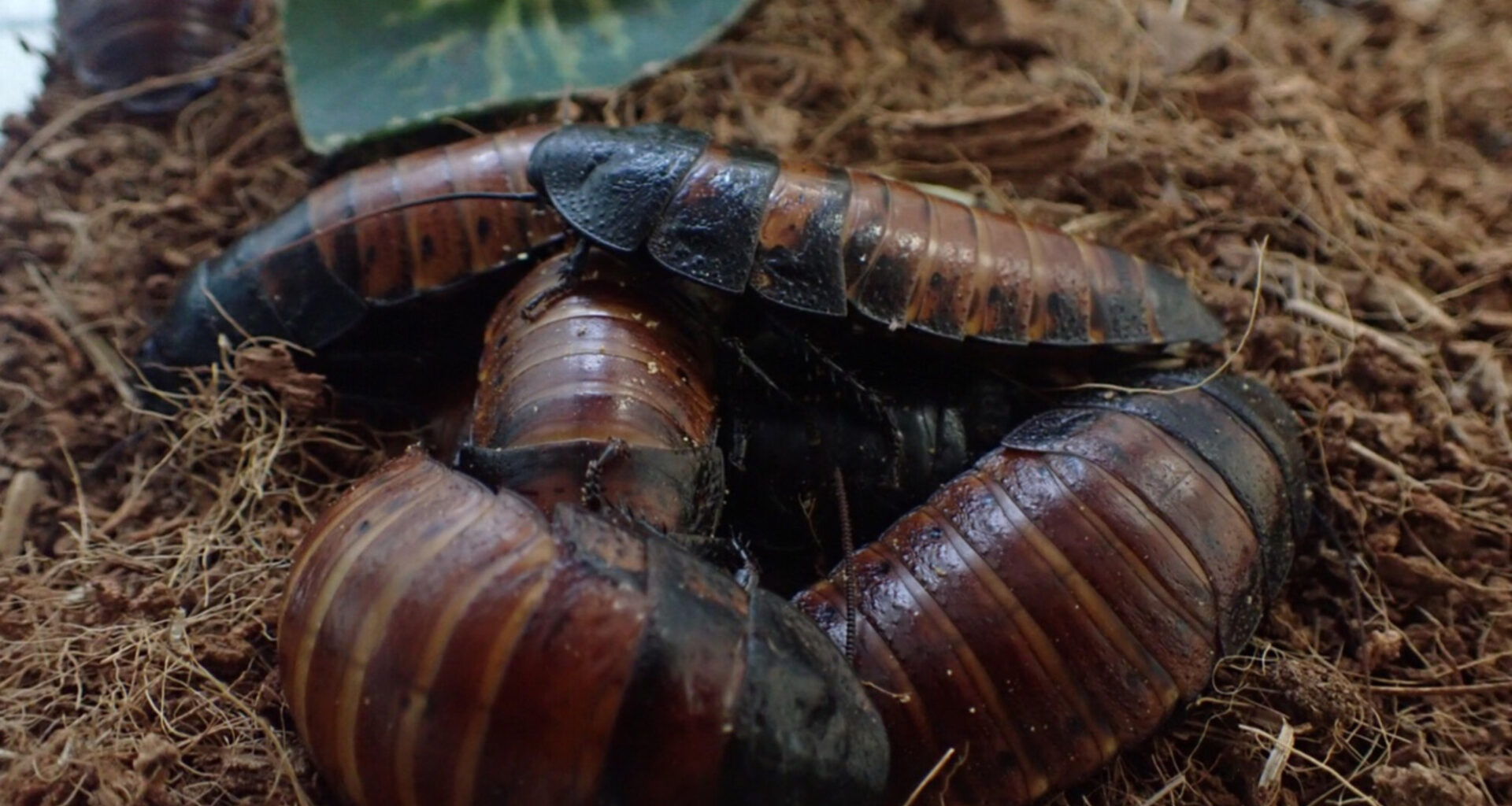 estudo revela estratégia de sobrevivência