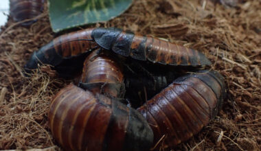 estudo revela estratégia de sobrevivência