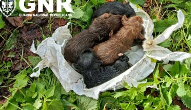 Jornal de Notícias Logo