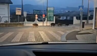 Jornal de Notícias Logo