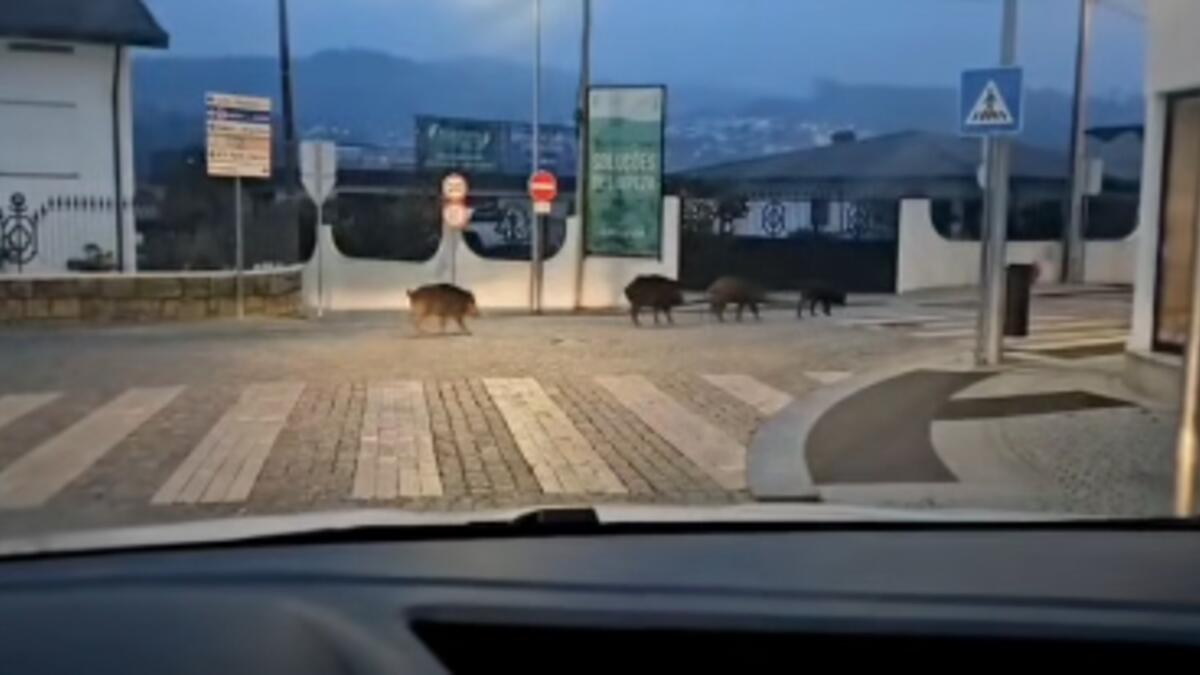 Jornal de Notícias Logo