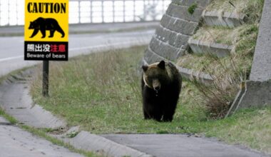 Japão chama exército e polícias reformados para combater onda de ataques mortais de ursos