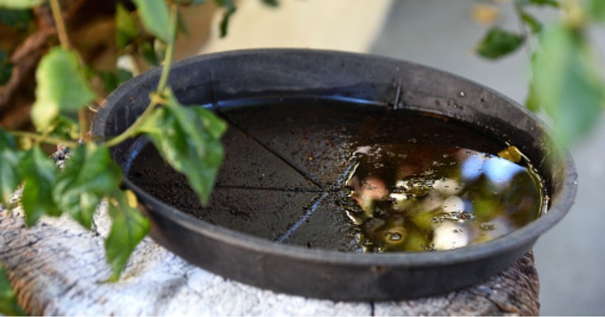 Denúncias de possíveis focos de mosquito ajudam no controle da dengueFoto: Divulgação/Decom/ND