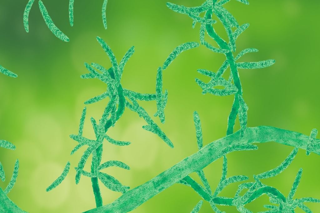 Solo, pragas, plantas daninhas