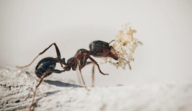 Como é que as formigas evitam surtos de doenças nos seus ninhos?