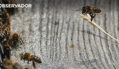 Casos de anafilaxia aumentam mas desconhecimento é grande – Observador