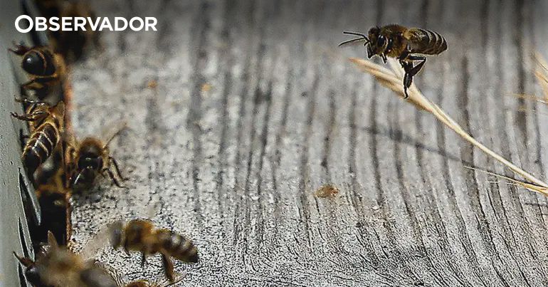 Casos de anafilaxia aumentam mas desconhecimento é grande – Observador