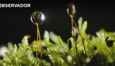 Musgo sobrevive nove meses no espaço e reproduz-se na Terra – Observador