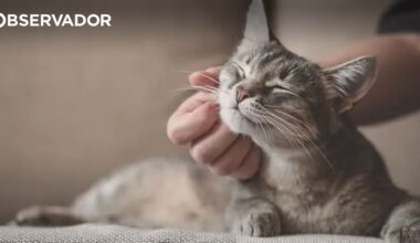 Gato doméstico chegou à Europa depois do que se pensava – Observador