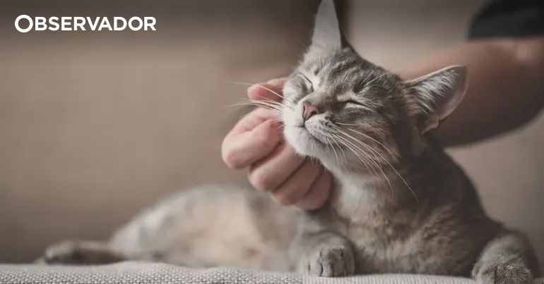 Gato doméstico chegou à Europa depois do que se pensava – Observador