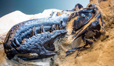 Mistério do fóssil do 'mini tiranossauro' é resolvido após quatro décadas de debate; entenda