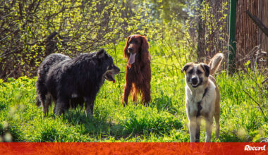 A ciência tem provas! Os cães foram nossos companheiros de estrada e de vida desde sempre - Pets