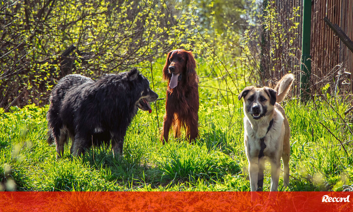 A ciência tem provas! Os cães foram nossos companheiros de estrada e de vida desde sempre - Pets