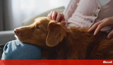 O caso de Nuno Markl leva-nos a pensar: os cães podem mesmo pressentir que o dono está a ter um AVC? Temos a resposta! - Pets and Company