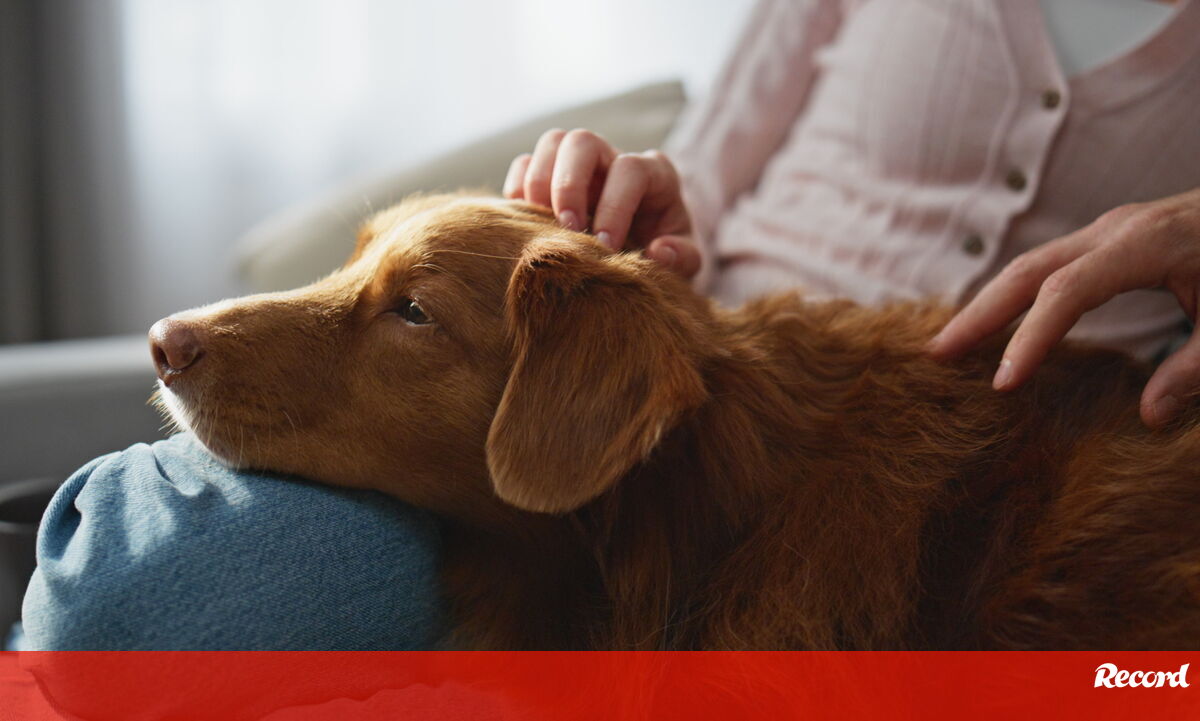 O caso de Nuno Markl leva-nos a pensar: os cães podem mesmo pressentir que o dono está a ter um AVC? Temos a resposta! - Pets and Company