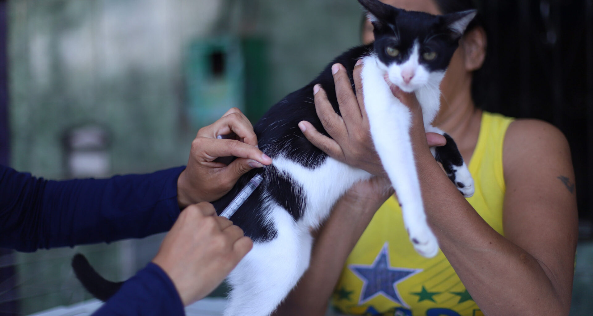 Campanha de vacinação antirrábica tem 33 pontos