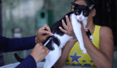 Campanha de vacinação antirrábica tem 33 pontos