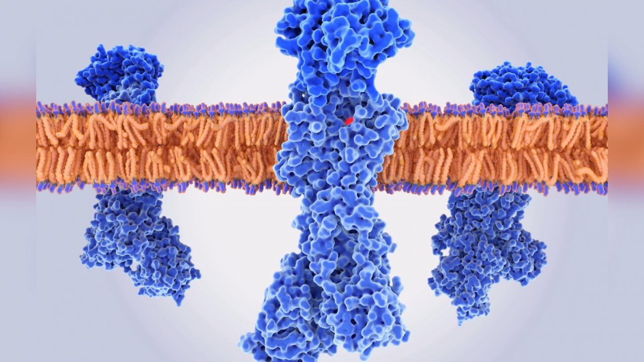 A hidralazina inibe enzima que ajuda células cancerígenas a sobreviverem