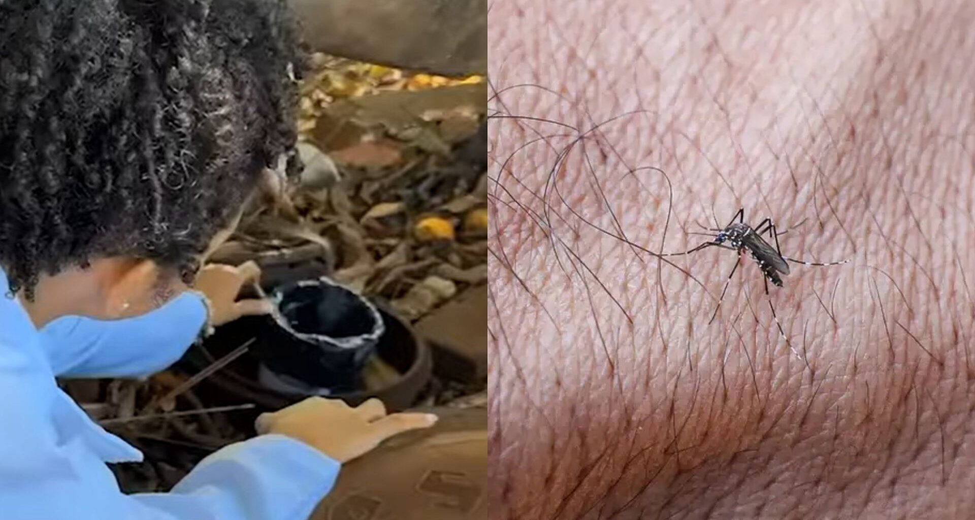 Estudantes de Itumbiara desenvolveram produto natural para combater o mosquito da dengue.