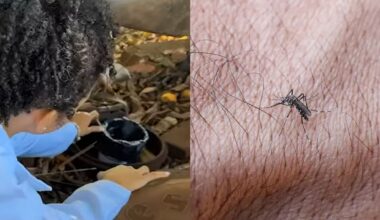 Estudantes de Itumbiara desenvolveram produto natural para combater o mosquito da dengue.