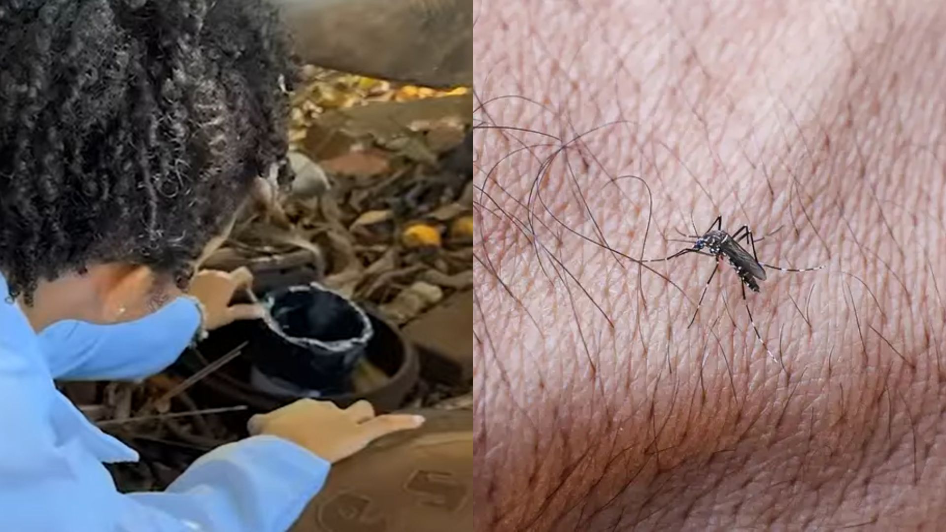 Estudantes de Itumbiara desenvolveram produto natural para combater o mosquito da dengue.