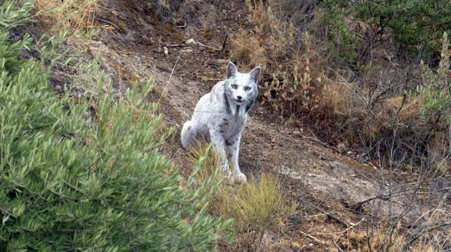 Fotógrafo capta um lince ibérico raro de cor branca