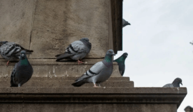 A descoberta que muda tudo sobre a orientação das aves — e surpreende até os cientistas