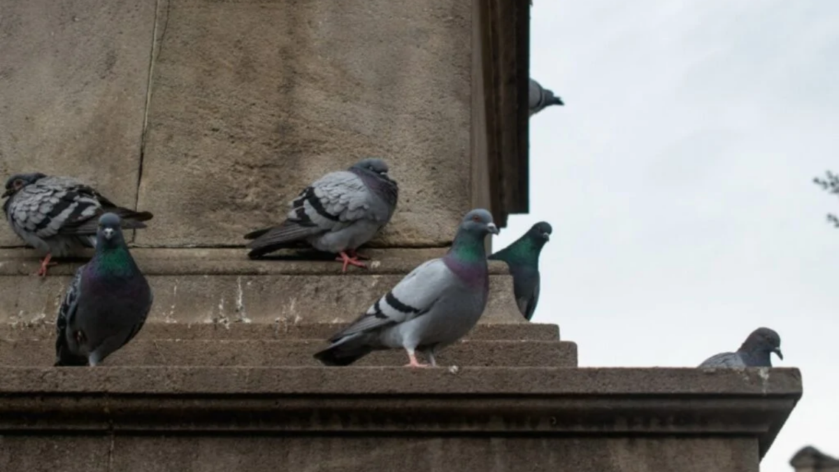 A descoberta que muda tudo sobre a orientação das aves — e surpreende até os cientistas