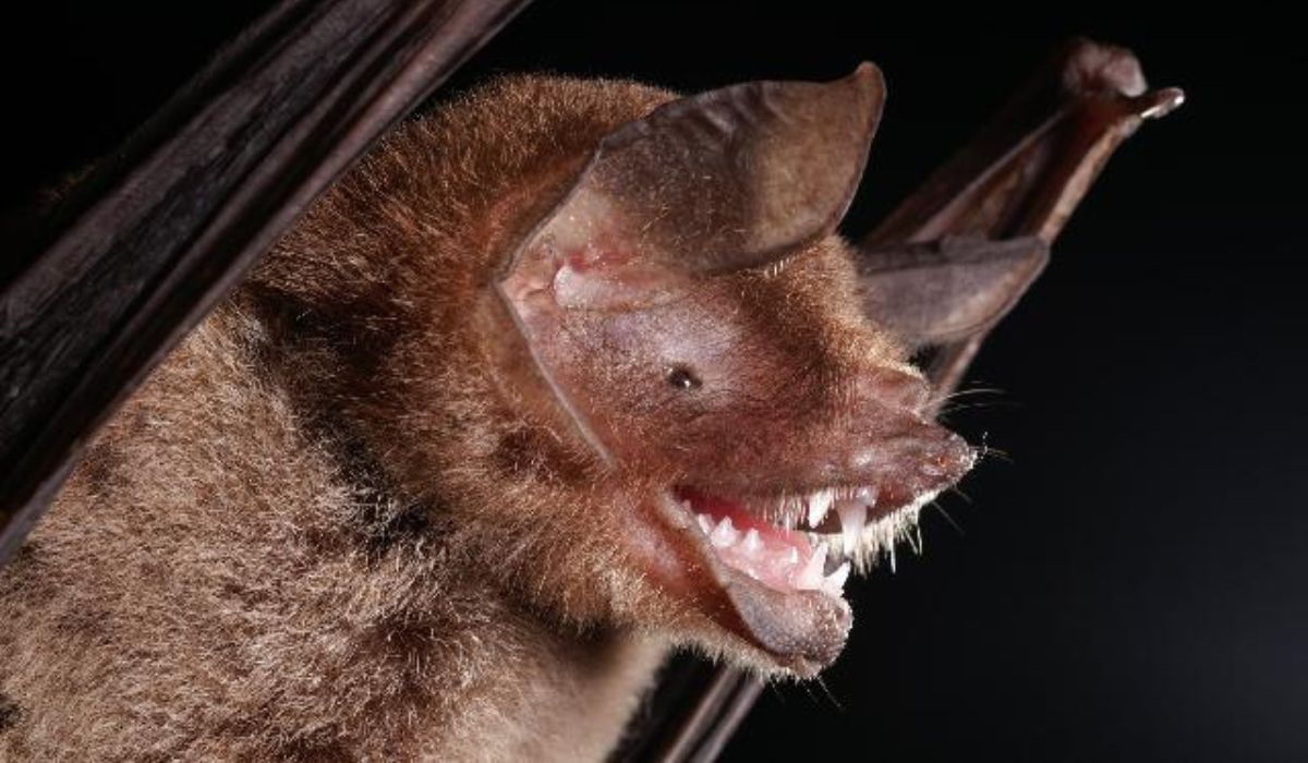 Vírus BRZ batCoV foi encontrado em morcego Pteronotus parnellii