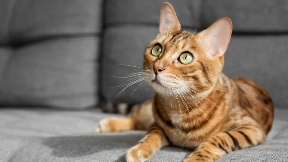 Gato doméstico chegou à Europa milhares de anos depois do que se pensava