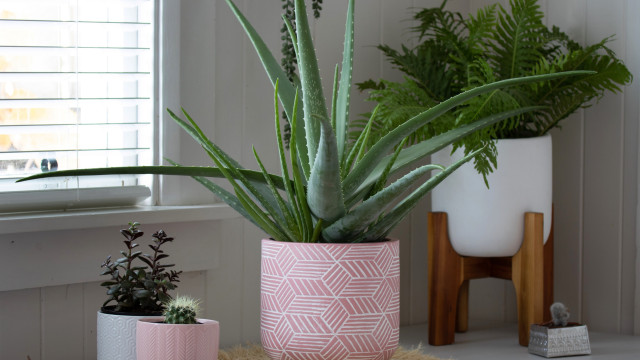 Faz bem à saúde e dá-se com pouca luz: A planta ideal para a sua sala