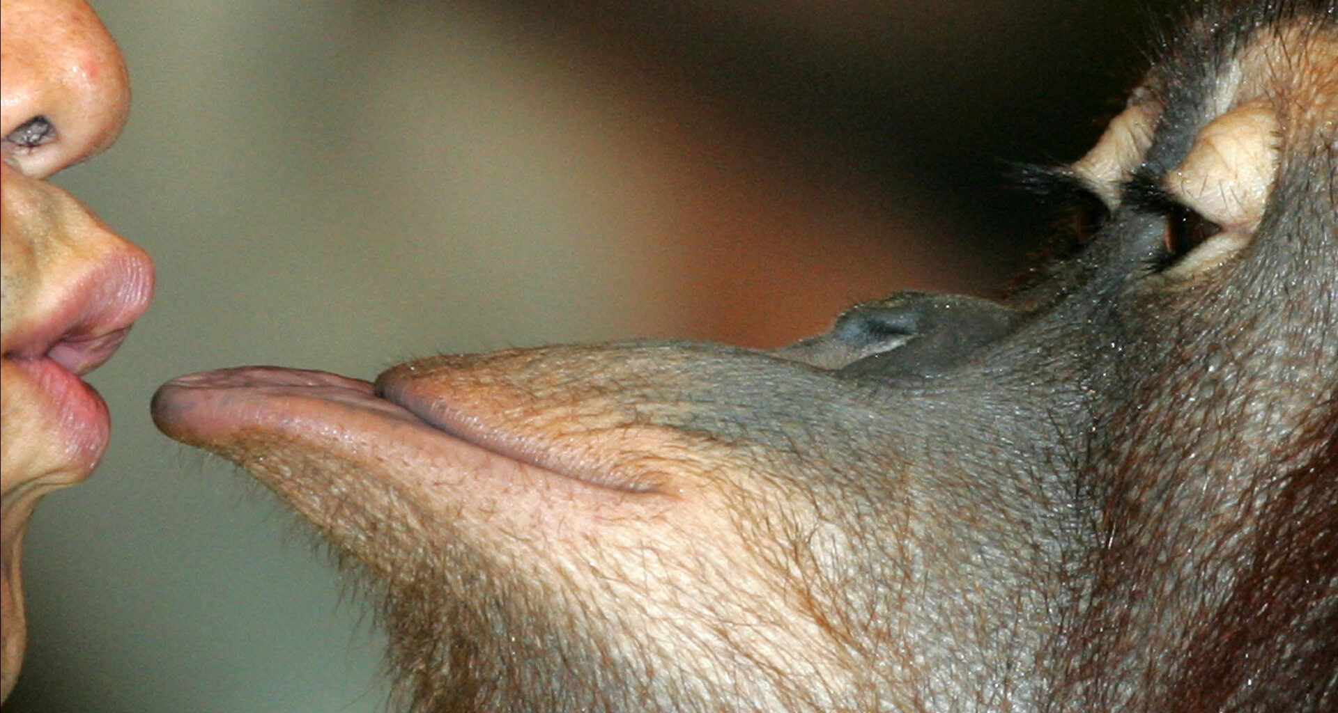 Primatas beijaram-se pela primeira vez há cerca de 20 milhões de anos