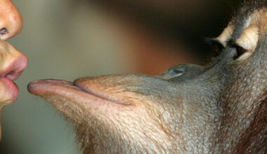 Primatas beijaram-se pela primeira vez há cerca de 20 milhões de anos