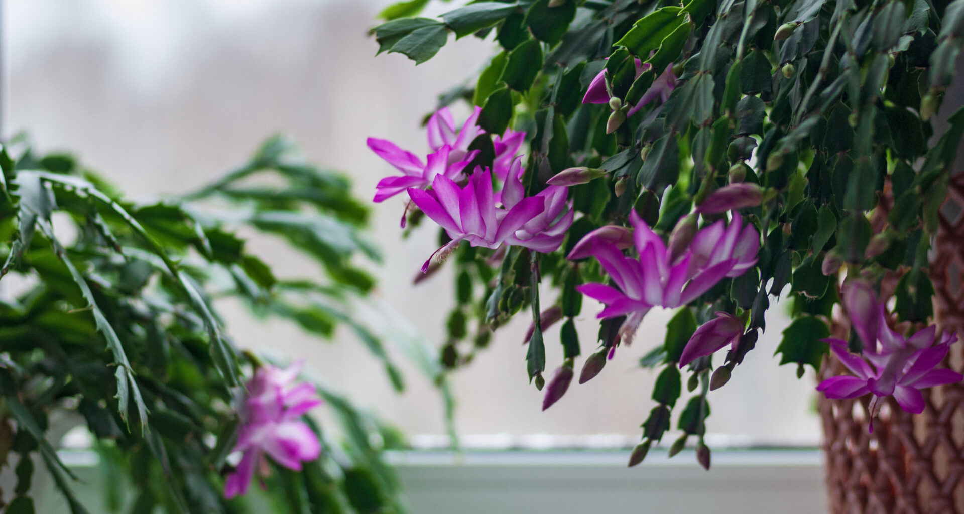 7 plantas que resistem bem ao frio dentro de casa