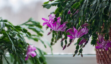 7 plantas que resistem bem ao frio dentro de casa