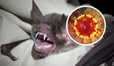 Pandemia vai voltar? Novo coronavírus é descoberto no Brasil