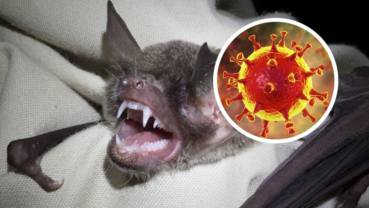 Pandemia vai voltar? Novo coronavírus é descoberto no Brasil