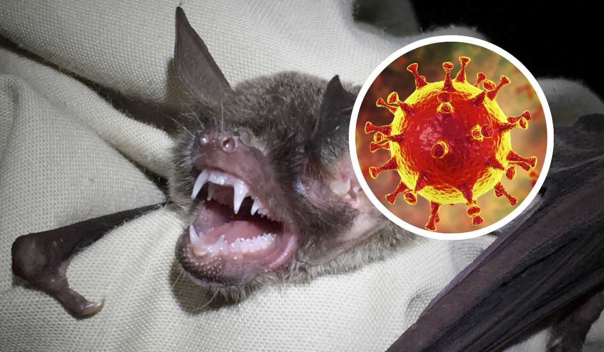 Cientistas descobrem novo coronavírus em morcego do Maranhão