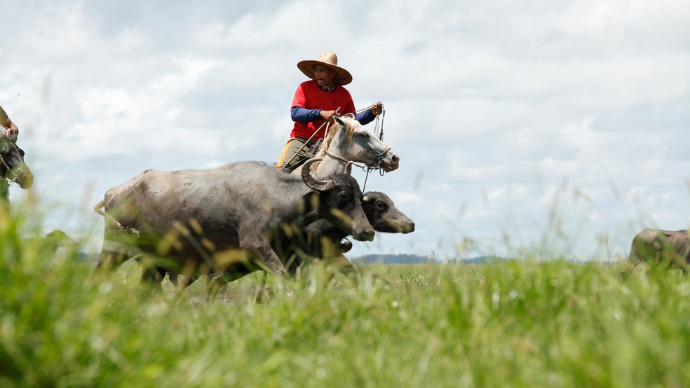 Vaqueiro em Marajó — Foto: Octavio Cardoso