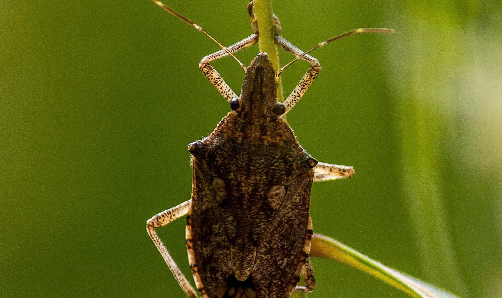 Avanço precoce do percevejo-marrom acende alerta no campo - AgroRevenda