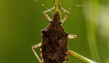 Avanço precoce do percevejo-marrom acende alerta no campo - AgroRevenda