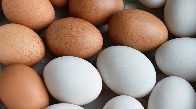 Ovos podem tornar-se um produto de luxo até ao Natal. Setor alerta que preços vão disparar por causa da gripe aviária