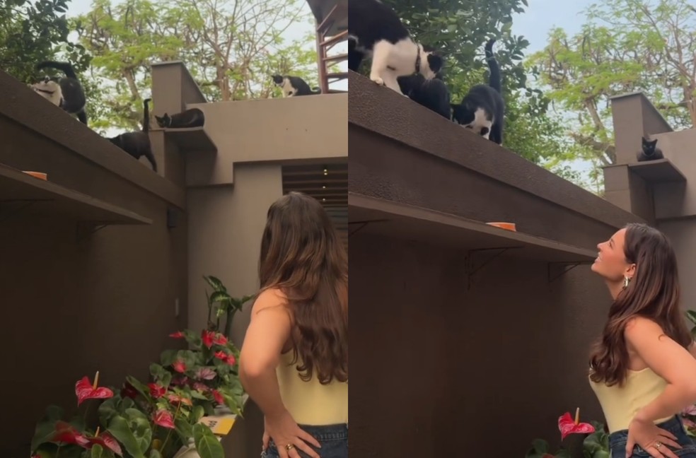 Detalhe da casa de Paolla Oliveira para os gatos encanta fãs nas redes sociais — Foto: Reprodução Instagram