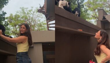 'Amei o telhado com as escadas'