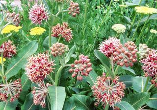 Plantas hospedeiras e polinizadores: a importância da Asclepias para a sobrevivência da borboleta-monarca