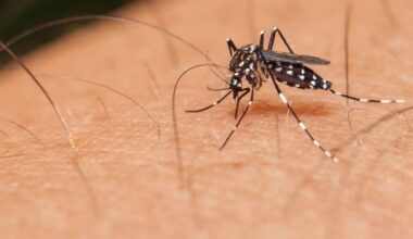 Indaiatuba começa nova fase do projeto que solta mosquitos para combater a dengue