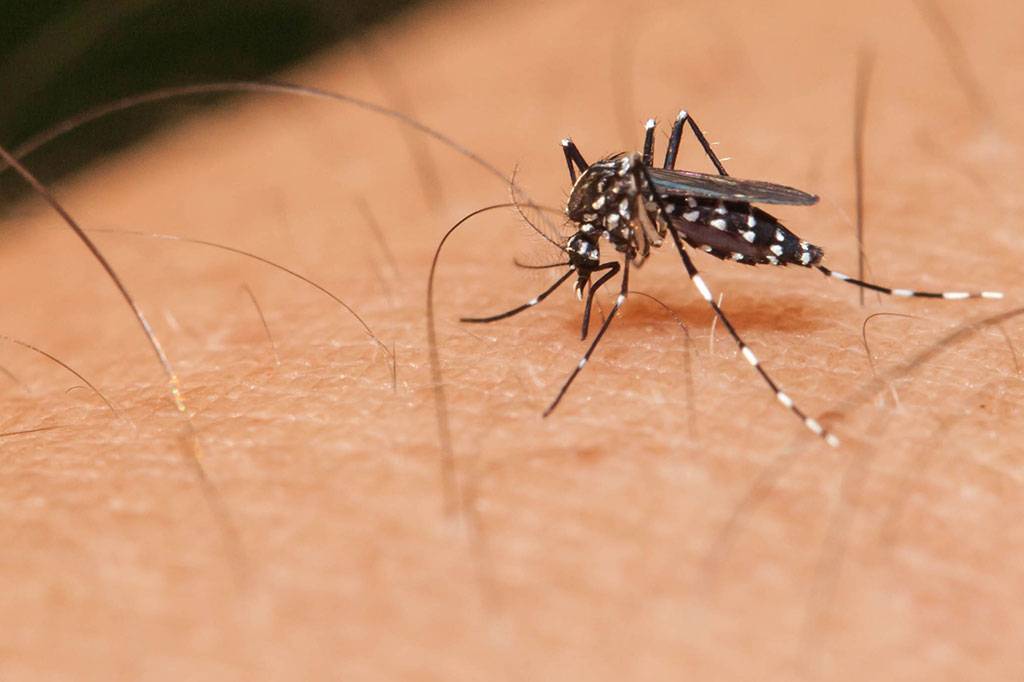 Indaiatuba começa nova fase do projeto que solta mosquitos para combater a dengue