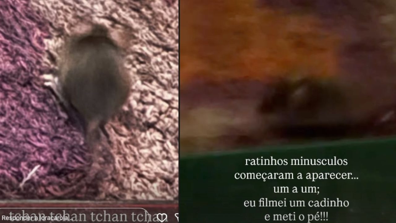 Carolina Dieckmmann flagra ratos em cinema de Amsterdã: \